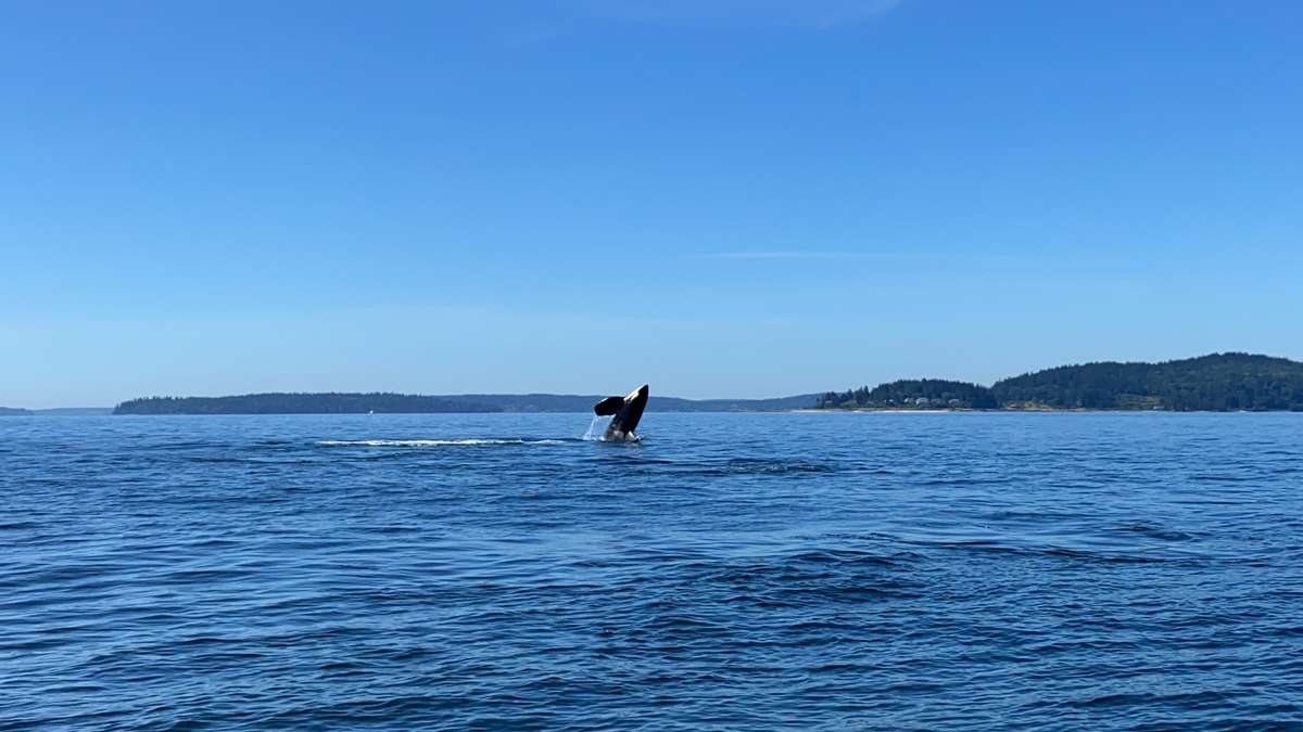 Intro Seattle Whale Watching